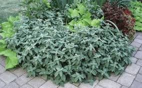 Image result for Dicliptera pumila