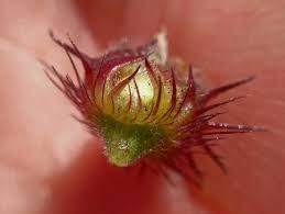 Image result for Cenchrus unisetus