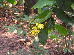 Image result for Campylospermum