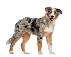 The australian shepherd was first bred in the united states. Australian Shepherd Grooming In Barrie Ontario Doogans Pet Centre