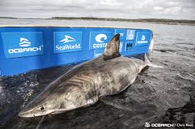 As it grows it may reach a length up to four times that. Scientist On Catching Great White Shark Dubbed Queen Of The Ocean You Sense Its Age And Get This Feeling Of Ancientness