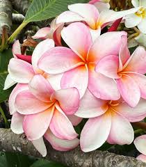 Image result for Plumeria rubra