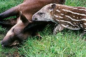 Komodo dragons are animals that are widely hunted for their skins to be used as textile material, but because of the large number of illegal hunters who hunt komodo dragons, they are endangered. Brazil Launches A Project To Protect Endangered Species Wwf Brasil