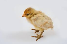 Here is a picture of day old ameraucana chicks. Ameraucana Chicken Breed Information And Owner S Guide Chickens And More
