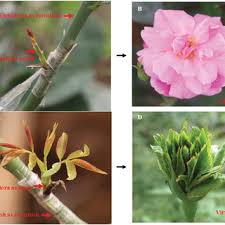 Maybe you would like to learn more about one of these? Grafting Does Not Lead To Modified Floral Phenotype Of Viridiflora And Download Scientific Diagram