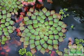 Mosquitoes won't lay eggs in moving water. Pond Plants Garden Pond And Terrarium Plants Dustinsfishtanks