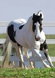 Beautiful Black And White Mustang Horse This Horse Is Beautiful Black And White Paint Horse Running In It S Field Clydesdale Horses Horses Horse Breeds