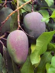Image result for Mangifera