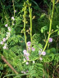 Image result for Mimosa diplotricha
