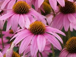 Image result for Echinacea purpurea `Magnus`