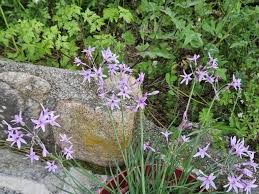 Image result for Tulbaghia alliacea