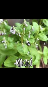 Image result for Aeollanthus suaveolens