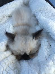 Himalayan Persian Kitten Sleeping