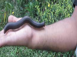The same applies to their larvae. Urban Jungle Many Legs Make Light Work
