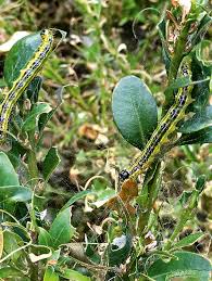 Image result for caterpillar box tree moth inside buxus plant