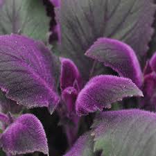 Image result for Gynura