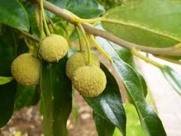 Image result for Kiggelaria africana