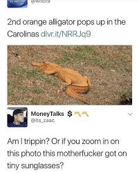 Looking for a good deal on meme sunglasses? 25 Best Memes About Orange Alligator Orange Alligator Memes