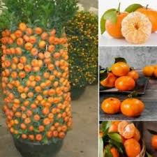 We do not sell bonsai trees in bonsai pots. Bonsai Fruit Tree Products For Sale Ebay