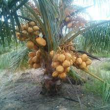 Check spelling or type a new query. Malayan Yellow Dwarf Malayan Red Dwarf T L Coconut Sdn Bhd Malaysia