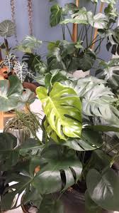 Plant Lovers Watch This Video To See A Monstera Plant Grow New Leaves If You Want To See More On Plant Care Tips Garde Plants Best Indoor Plants Plant Care