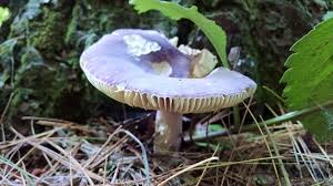 Image result for Russula mariae
