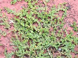 Image result for Euphorbia serpens