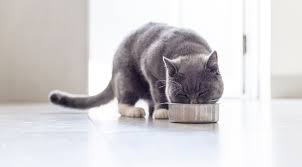Ya bisa dibilang ada harga ada rupa. 10 Merk Makanan Kucing Terbaik Update 2020 Bukareview