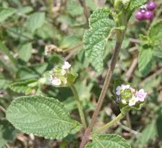 Image result for Lantana rugosa