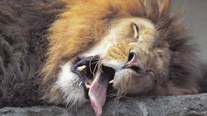 Compare money transfer services, compare exchange rates and commissions for sending money from europe to romania. Un Nou Record Negativ Pentru Leu Pentru Prima DatÄ Cursul Bnr Sare Pragul De 4 87