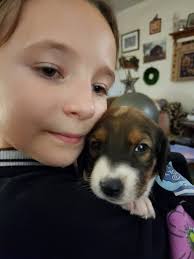 Treeing Walker Coonhound Lovers