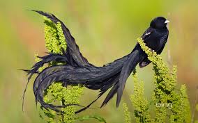 Black Bird With Two Long Tail Feathers Long Tailed Widowbird Male In Breeding Plumage Marievale Bird Sanctuary South Africa With Images Birds South African Birds Most Beautiful Birds