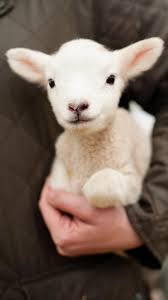 Leaders Win Trust When They Show A Bit Of Humanity Cute Baby Animals Animals Baby Animals
