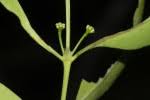 Image result for Coptosperma supra-axillare