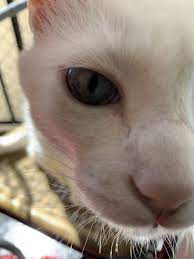 Close Up Very Cute Cat Images Cute Cats Cat Pictures For Kids