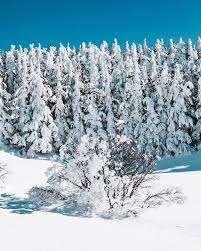 📍 BAROUK WINTERLAND CEDARS SNOWSHOEING | LEBANON OUTDOOR ACTIVITIES | LOA 🗓️ 𝗗𝗮𝘁𝗲: SUNDAY FEB 16, 2025 📍 𝗟𝗼𝗰𝗮𝘁𝗶𝗼𝗻: Barouk, Chouf ✨ 𝗘𝘃𝗲𝗻𝘁 𝗛𝗶𝗴𝗵𝗹𝗶𝗴𝗵𝘁𝘀: • The biggest cedars reserve in Lebanon •