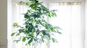 Fertilize once a month with an organic houseplant fertilizer, following the package instructions for dilution and. Designing With Potted Plants Sunset Magazine