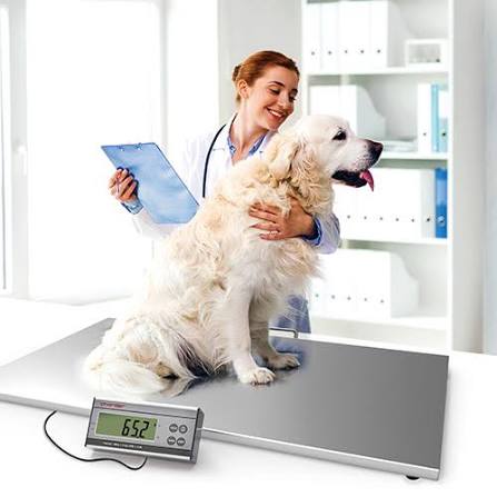 The Importance of Veterinary Scales | Charder