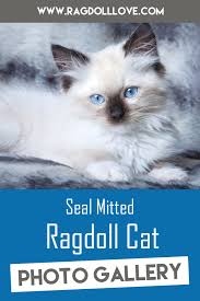 2:11 clara caramel 6 558 просмотров. The Seal Mitted Ragdoll Cat Collection