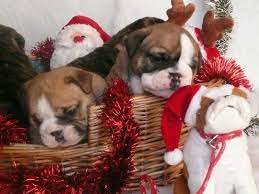 Basket Of Bulldogs Boxer Puppies Christmas Puppy Christmas Puppy Photos