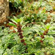 Image result for Bergia