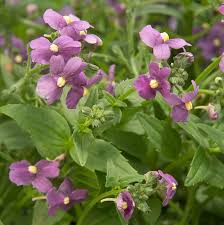 Image result for Nemesia