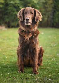 The flat coated retriever becomes a pure breed. Flat Coated Retriever Hunde Rassen Information Omlet