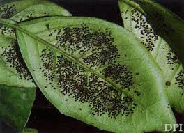 Image result for BLACKFLY ON TOMATO PLANTS