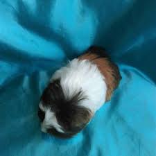 Guinea Pigler Coronet Panosundaki Pin