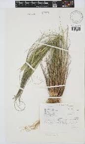 Image result for Aristida scabrivalvis