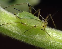 Image result for Aphloiaceae