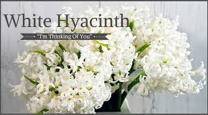 Best flowers for winter funeral. Funeral Flowers And Their Meanings The Ultimate Guide Love Lives On