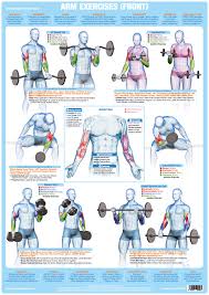 The biceps and the back muscles when you are pulling the handles, triceps and pectorals when you are pushing the handles, abdominals and pecs that you use to keep the balance. Jan Roscoe Publications Categories Posters Wall Charts Arm Muscles Front Weight Training A1 Chart