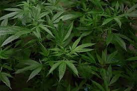 Wenn man dieses gemüse im heimischen garten anbauen möchte, ist es wichtig, eine sorte zu wählen, die mit dem hiesigen klima zurechtkommt. Cannabis Indoor Anbau Vor Und Nachteile Tipps Und Tricks